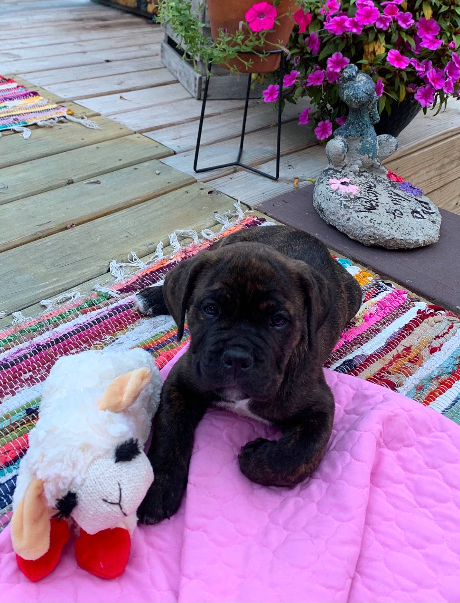 Miss Murphy Lee joined the competition — help win amazing prizes! carnivore, collar, companion_dog, dog, dog_breed, dog_supply, fawn, flooring, flower, flowerpot, houseplant, liver, magenta, mammal, pink, plant, purple, snout, toy, working_animal