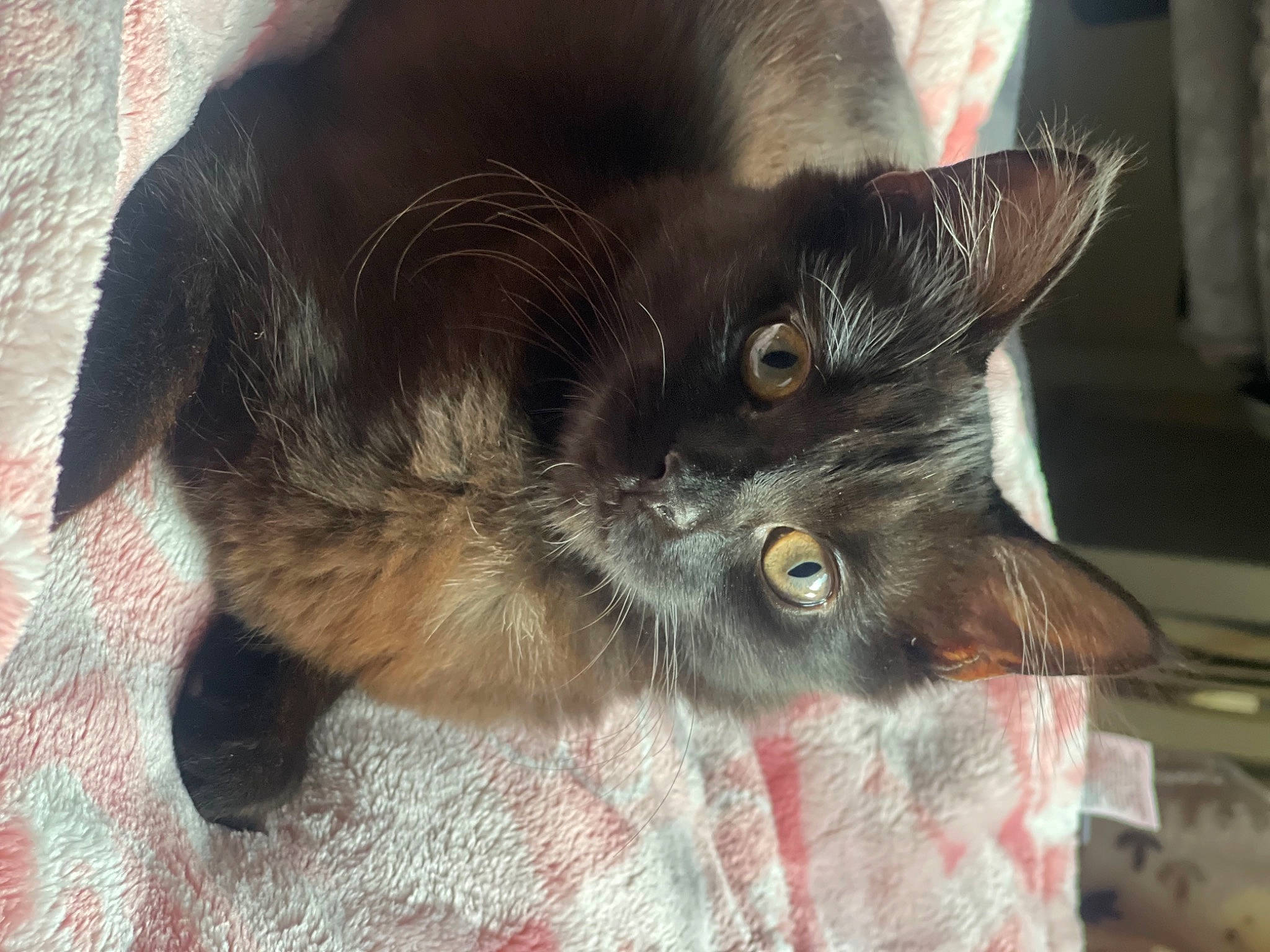 Iris Ali is registered to the contest to win money with this photo: black_cat, carnivore, cat, claw, comfort, domestic_short_haired_cat, ear, felidae, fur, paw, small_to_medium_sized_cats, snout, tail, whiskers