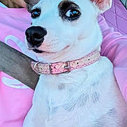 Peteylou joined the competition — help win amazing prizes! dog, white_dog, pet, collar, pink_collar, close_up, portrait, animal, indoor, person, pink_sweatshirt, fur, ears, snout, face, cute, companion, domestic_animal, alert, sitting