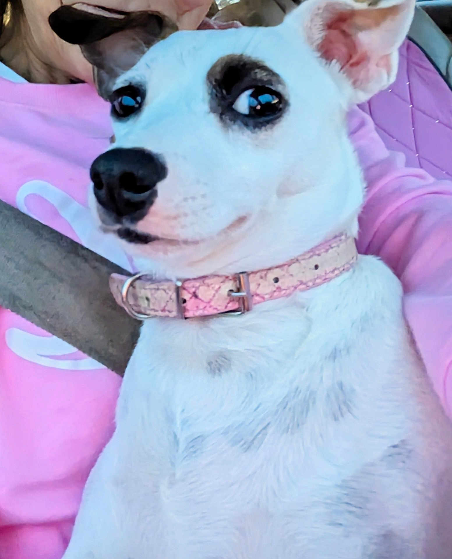 Peteylou joined the competition — help win amazing prizes! dog, white_dog, pet, collar, pink_collar, close_up, portrait, animal, indoor, person, pink_sweatshirt, fur, ears, snout, face, cute, companion, domestic_animal, alert, sitting