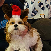 Holly joined the competition — help win amazing prizes! animal, blanket, couch, cozy, cute, dog, festive, fur, hand, holiday_costume, indoor, penguin_pattern, person, pet, portrait, reindeer_antlers, santa_hat, tan_fur, white_fur, winter