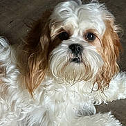 Holly joined the competition — help win amazing prizes! dog, puppy, small_dog, fluffy_fur, white_fur, brown_ears, curly_fur, close_up, portrait, pet, indoor, laying, looking_at_camera, big_eyes, black_nose, muzzle, whiskers, cute, fur_texture, companion