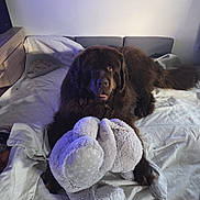 Tanos a rejoint le concours — aidez-le/la à gagner de superbes lots ! animal, bed, blanket, brown_dog, carpet, cozy, cute, dog, drapes, elephant_toy, furniture, home, indoor, large_dog, litter_box, pet, plush_toy, resting, stuffed_animal, wooden_furniture