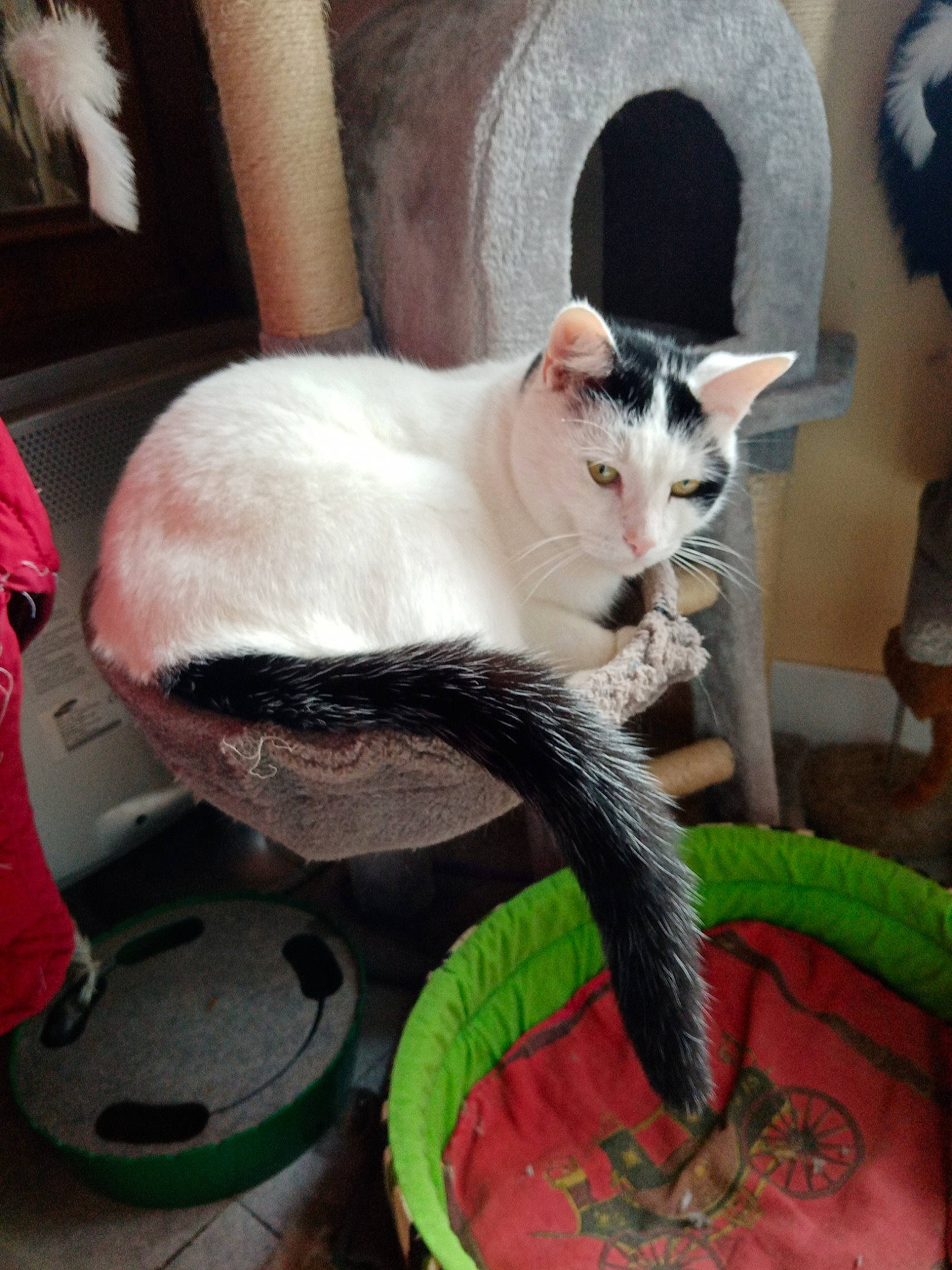 Scratch a rejoint le concours — aidez-le/la à gagner de superbes lots ! carnivore, cat, cat_supply, chair, claw, comfort, domestic_short_haired_cat, fawn, felidae, fur, houseplant, paw, pet_supply, plant, small_to_medium_sized_cats, snout, tail, whiskers