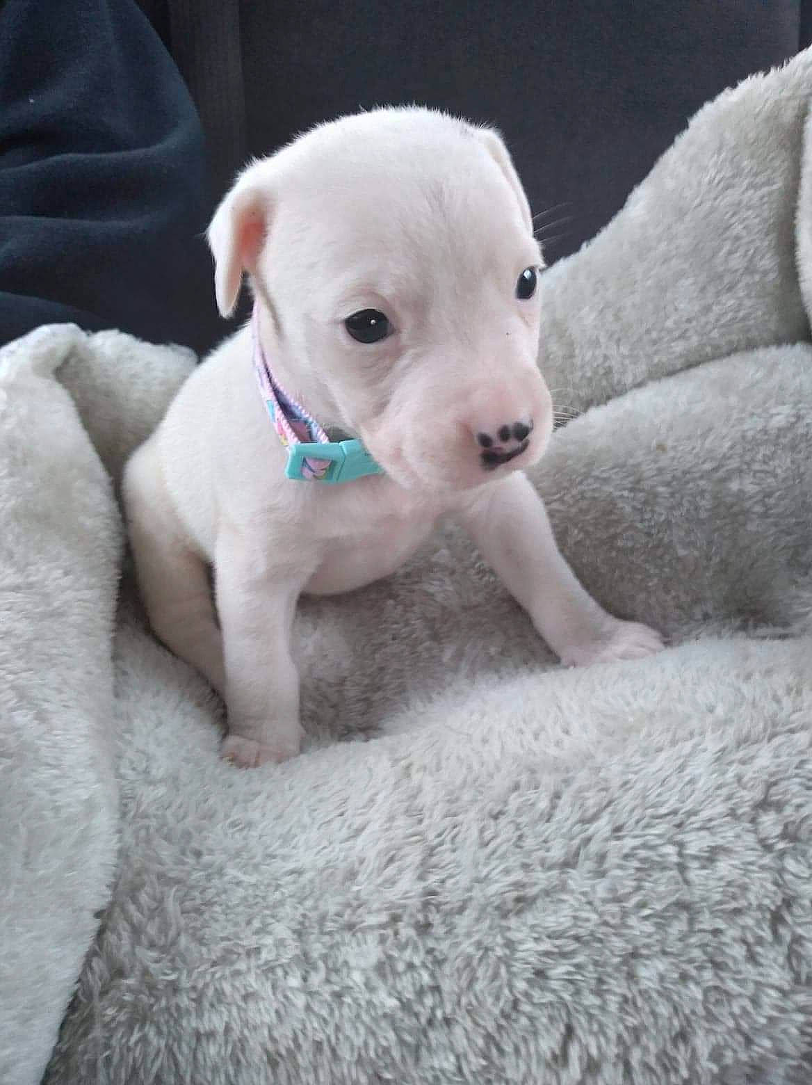 Halo joined the competition — help win amazing prizes! canidae, carnivore, collar, comfort, companion_dog, dog, dog_breed, dog_supply, dogo_argentino, dogo_guatemalteco, fawn, fur, grey, non_sporting_group, pet_supply, snout, terrestrial_animal, toy_dog, whiskers, working_animal