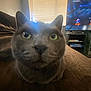 Ethel joined the competition — help win amazing prizes! animal, blinds, cat, close_up, couch, cozy, curious, focus, furniture, gray_cat, green_eyes, home, indoor, living_room, pet, relaxing, soft_light, television, video_game, window