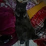 Ethel joined the competition — help win amazing prizes! animal, bed, blanket, cat, comfort, cozy, cute, domestic_animal, feline, fur, gray_cat, indoor, lying_down, pet, pillow, relaxed, resting, sleep_area, soft, tail