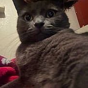 Ethel is registered to the contest to win money with this photo: animal, blanket, cat, close_up, cozy, curious, domestic, fur, furniture, gray_cat, home, indoor, looking, pet, portrait, red_blinds, shelf, wall, whiskers, wide_eyes