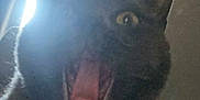 Ethel joined the competition — help win amazing prizes! animal, backlight, bed, black_cat, blanket, cat, closeup, curtains, expression, feline, fur, home, indoor, mouth_open, pet, shadow, sunlight, whiskers, window, yawning