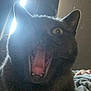 animal, backlight, bed, black_cat, blanket, cat, closeup, curtains, expression, feline, fur, home, indoor, mouth_open, pet, shadow, sunlight, whiskers, window, yawning