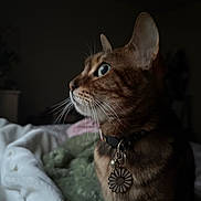 Julie is registered to the contest to win money with this photo: cat, profile, close_up, green_eyes, collar, flower_tag, whiskers, pet, indoor, soft_light, blanket, bed, curious, feline, animal, domestic_cat, cozy, resting, portrait, warm