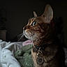cat, profile, close_up, green_eyes, collar, flower_tag, whiskers, pet, indoor, soft_light, blanket, bed, curious, feline, animal, domestic_cat, cozy, resting, portrait, warm