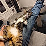adult, animal, cat, clothing, couch, electricaldevice, electronics, furniture, hosiery, jeans, kitten, male, man, pants, person, pet, remotecontrol, sitting, sock, switch