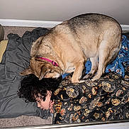 Nova joined the competition — help win amazing prizes! child, dog, sleeping, blanket, pillow, curly_hair, carpet, indoor, resting, pet, animal, cozy, home, floral_pattern, dog_collar, comfort, nap, cute, fur, peaceful