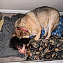 child, dog, sleeping, blanket, pillow, curly_hair, carpet, indoor, resting, pet, animal, cozy, home, floral_pattern, dog_collar, comfort, nap, cute, fur, peaceful
