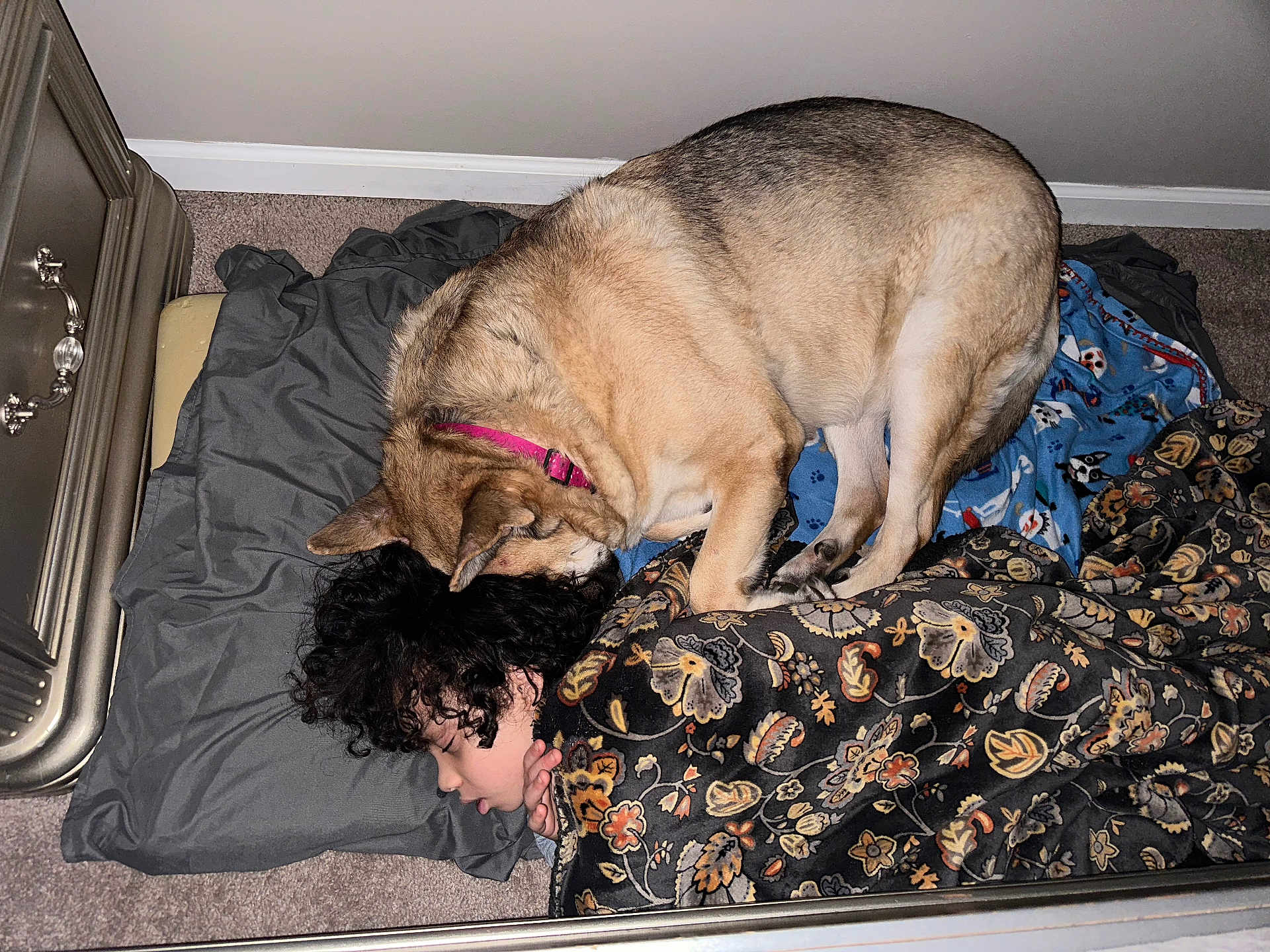 Nova joined the competition — help win amazing prizes! child, dog, sleeping, blanket, pillow, curly_hair, carpet, indoor, resting, pet, animal, cozy, home, floral_pattern, dog_collar, comfort, nap, cute, fur, peaceful