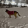 Nova joined the competition — help win amazing prizes! dog, german_shepherd, snow, night, sweater, pink_sweater, footprints, trees, building, street_lamp, winter, outdoor, animal, canine, cold_weather, snowy_ground, quiet, nature, fence, park