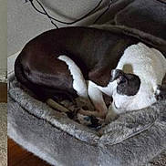 Bandit is registered to the contest to win money with this photo: dog, sleeping, pet_bed, indoor, cozy, resting, brown_and_white, fur, curled_up, quiet, floor, carpet, home, relaxation, animal, companion, domestic, cute, calm, comfort