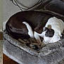 animal, brown_and_white, calm, carpet, comfort, companion, cozy, curled_up, cute, dog, domestic, floor, fur, home, indoor, pet_bed, quiet, relaxation, resting, sleeping