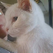 Joni is registered to the contest to win money with this photo: white_cat, cat, pet, animal, close_up, feline, fur, whiskers, indoor, person, glasses, face, cozy, snuggling, companion, soft_light, blurred_background, home, cute, domestic_animal