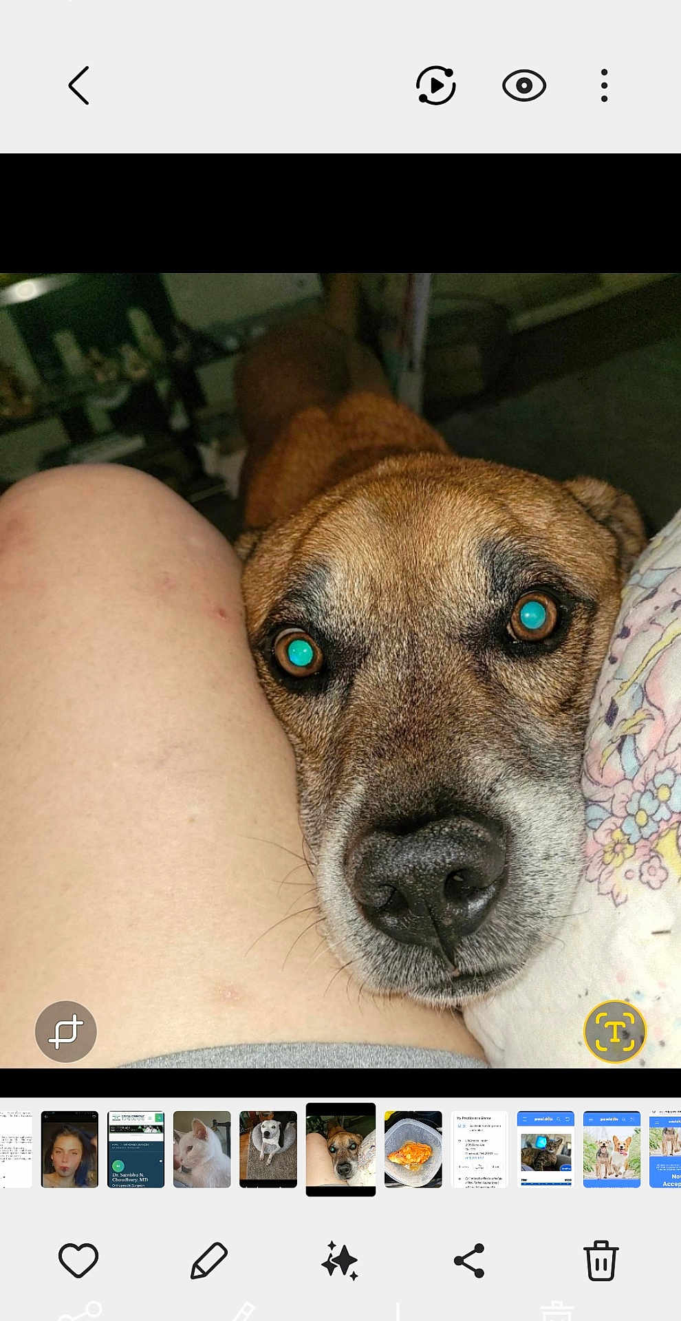 Rambo joined the competition — help win amazing prizes! dog, close_up, face, pet, animal, leg, skin, flash, indoor, resting, brown_fur, black_nose, whiskers, person, home, furniture, blanket, calm, affectionate, dim_lighting