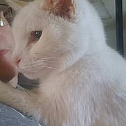 Rambo joined the competition — help win amazing prizes! cat, white_cat, person, glasses, indoor, close_up, pet, fur, face, ear, whiskers, shirt, grey_shirt, lamp, quiet_moment, cozy, companion, domestic_animal, portrait, home