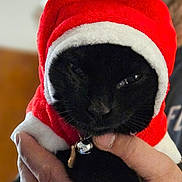 Ozias joined the competition — help win amazing prizes! animal, antlers, bell, black_cat, cat, christmas, close_up, collar, costume, cute, feline, festive, hand, holiday, indoor, person, pet, portrait, red_hat, wearing