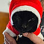 animal, antlers, bell, black_cat, cat, christmas, close_up, collar, costume, cute, feline, festive, hand, holiday, indoor, person, pet, portrait, red_hat, wearing