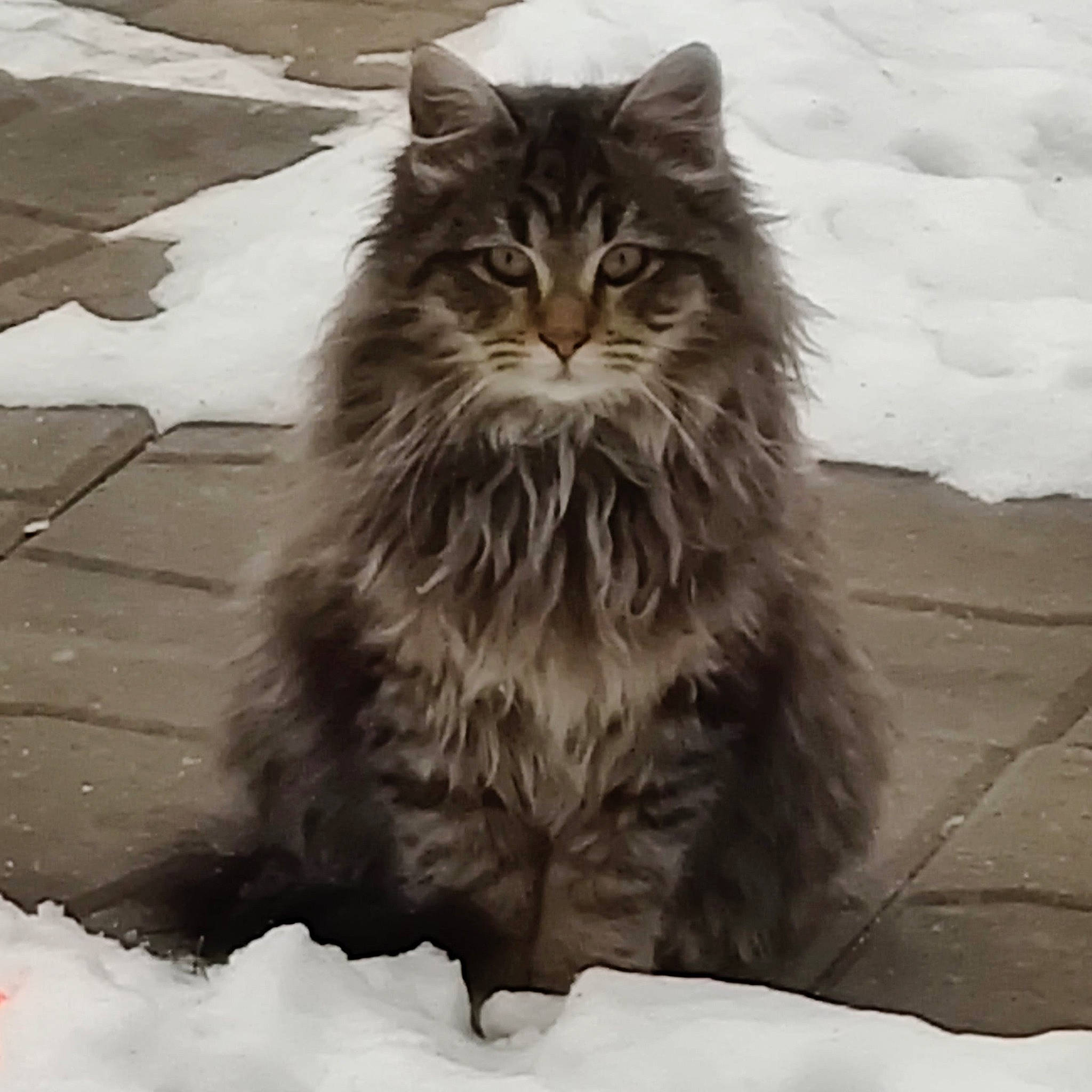 Hoss is registered to the contest to win money with this photo: british_longhair, carnivore, cat, felidae, flooring, fur, grey, maine_coon, monochrome, monochrome_photography, norwegian_forest_cat, persian, ragdoll, road_surface, siberian, small_to_medium_sized_cats, snout, snow, terrestrial_animal, whiskers