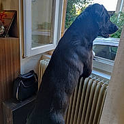 Ukko a rejoint le concours — aidez-le/la à gagner de superbes lots ! dog, black_dog, window, radiator, indoor, curious, pet, animal, looking_out, open_window, bag, shelf, houseplant, daylight, side_view, canine, furniture, home, portrait, domestic_pet