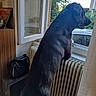 dog, black_dog, window, radiator, indoor, curious, pet, animal, looking_out, open_window, bag, shelf, houseplant, daylight, side_view, canine, furniture, home, portrait, domestic_pet