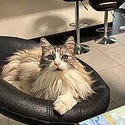 Kitty participe au concours pour gagner de l'argent avec cette photo : cat, fluffy, green_eyes, chair, leather, indoor, kitchen, tile_floor, furniture, pet, animal, curious, relaxed, domestic, whiskers, paw, fur, household, modern, resting
