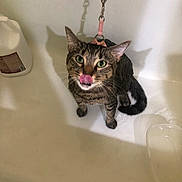 Marley joined the competition — help win amazing prizes! cat, tabby_cat, leash, harness, bathtub, pet, animal, licking, green_eyes, feline, indoor, white, plastic_container, shadow, fur, whiskers, ears, sitting, looking_up, domestic_animal