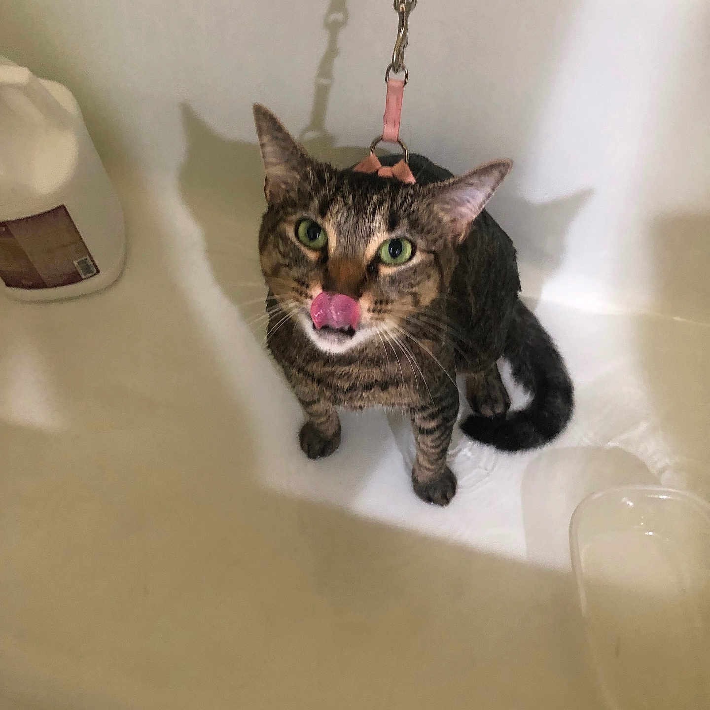 Marley joined the competition — help win amazing prizes! animal, bathtub, cat, domestic_animal, ears, feline, fur, green_eyes, harness, indoor, leash, licking, looking_up, pet, plastic_container, shadow, sitting, tabby_cat, whiskers, white