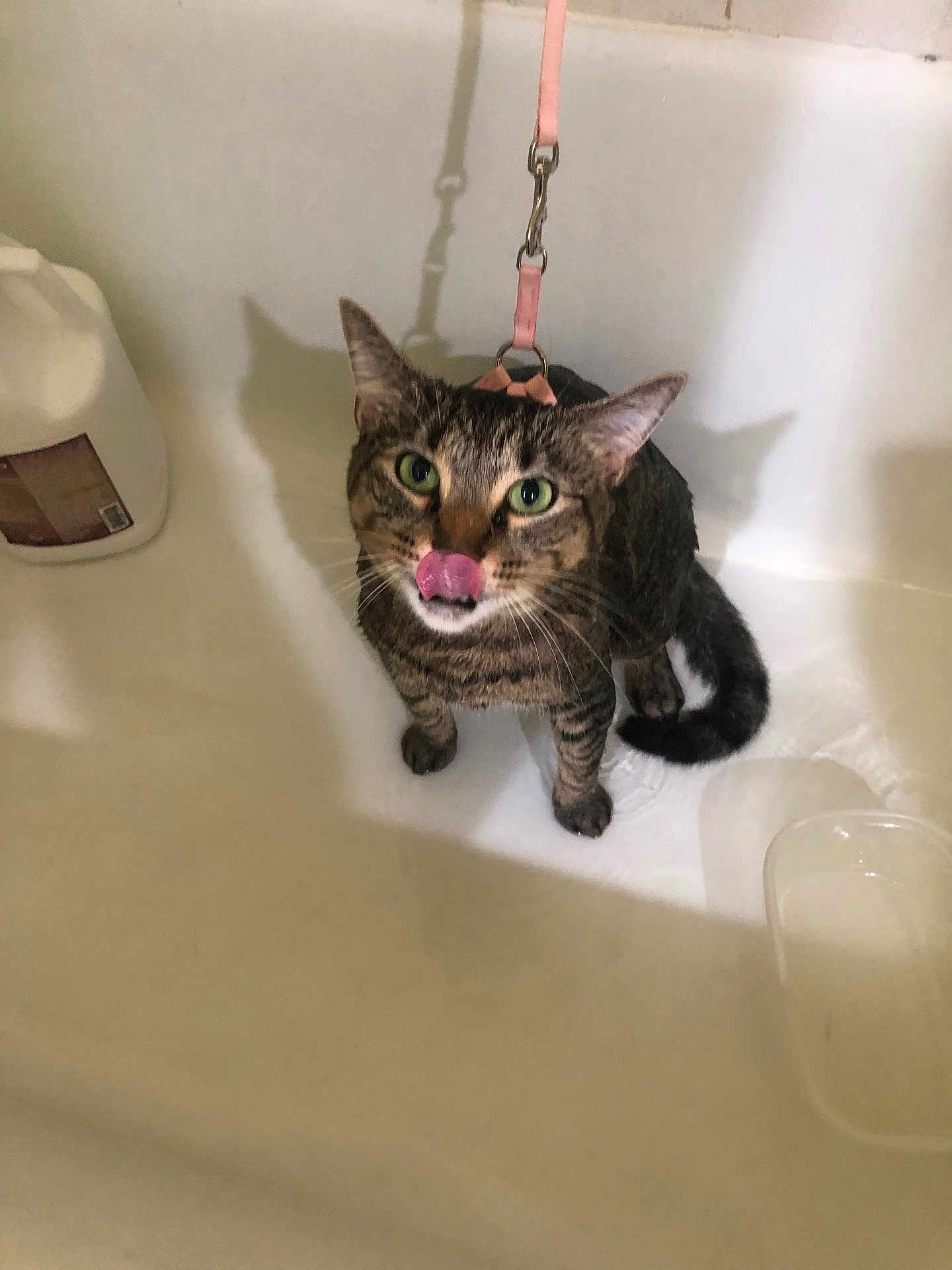 Marley joined the competition — help win amazing prizes! cat, tabby_cat, leash, harness, bathtub, pet, animal, licking, green_eyes, feline, indoor, white, plastic_container, shadow, fur, whiskers, ears, sitting, looking_up, domestic_animal
