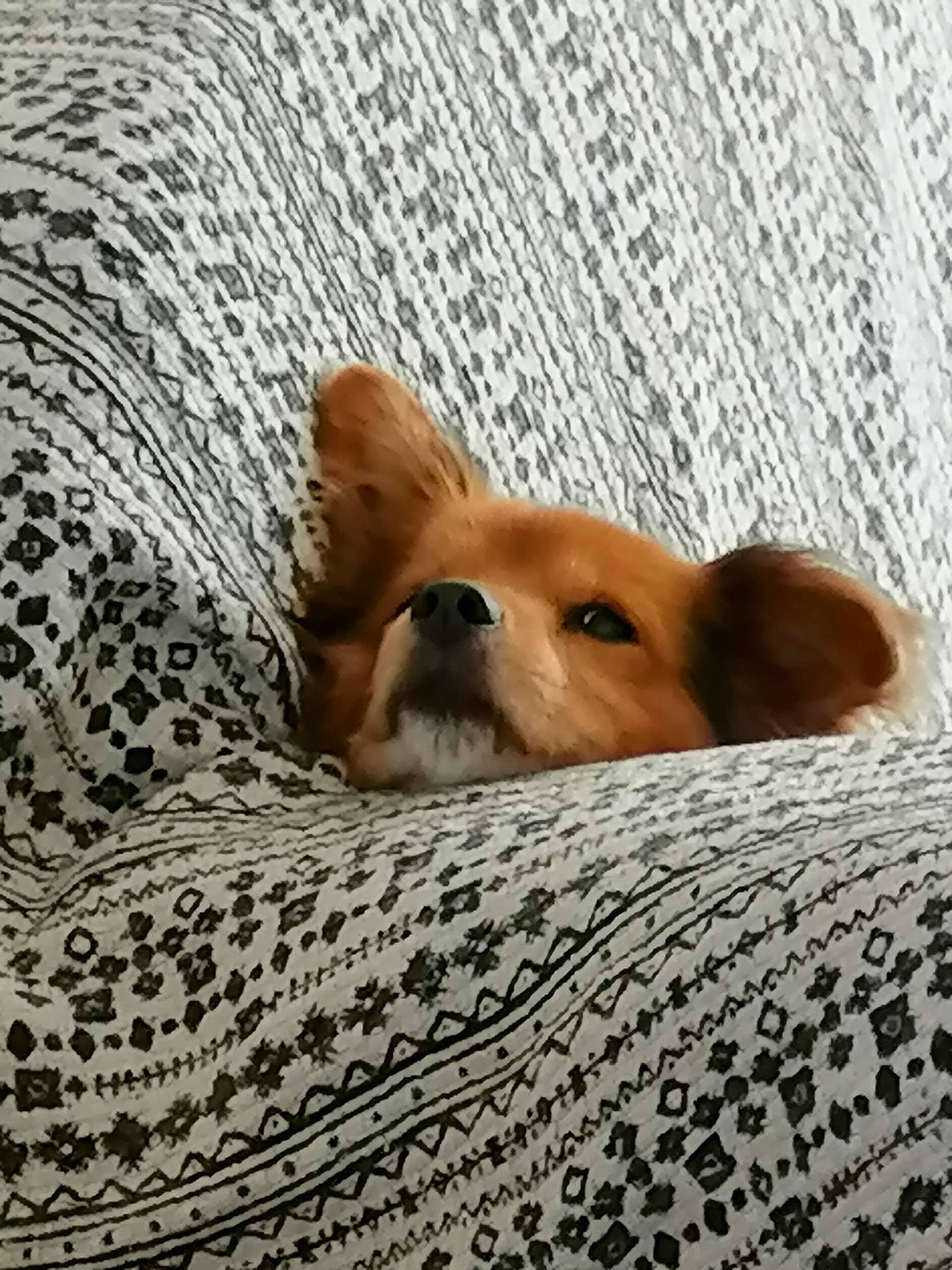 Scooby-doo participe au concours pour gagner de l'argent avec cette photo : carnivore, comfort, companion_dog, dog, dog_bed, dog_breed, fawn, flooring, fur, linens, nap, non_sporting_group, puppy, room, terrestrial_animal, toy_dog, welsh_corgi, whiskers, wood