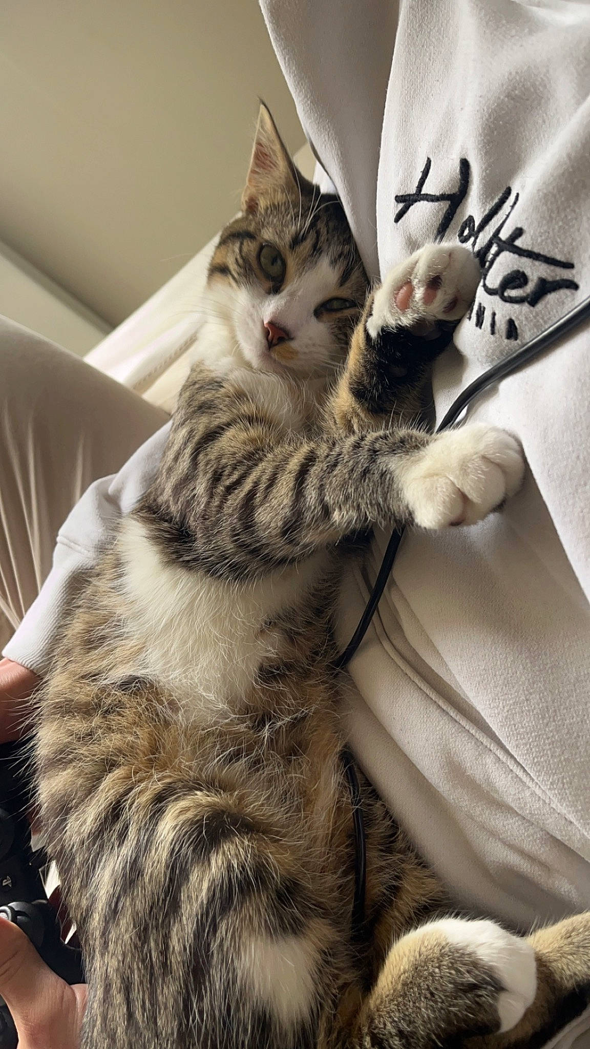 Uno participe au concours pour gagner de l'argent avec cette photo : carnivore, cat, claw, comfort, domestic_short_haired_cat, felidae, fur, gesture, lap, pattern, paw, sitting, sleeve, small_to_medium_sized_cats, snout, tail, terrestrial_animal, tree, whiskers