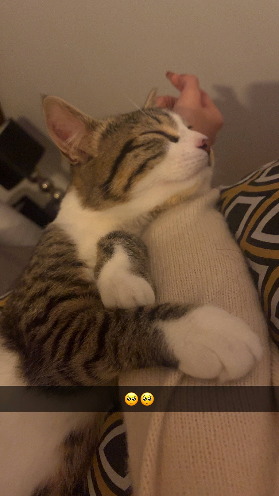 Uno participe au concours pour gagner de l'argent avec cette photo : carnivore, cat, claw, comfort, domestic_short_haired_cat, eye, felidae, fur, leg, paw, sitting, small_to_medium_sized_cats, snout, tail, terrestrial_animal, whiskers