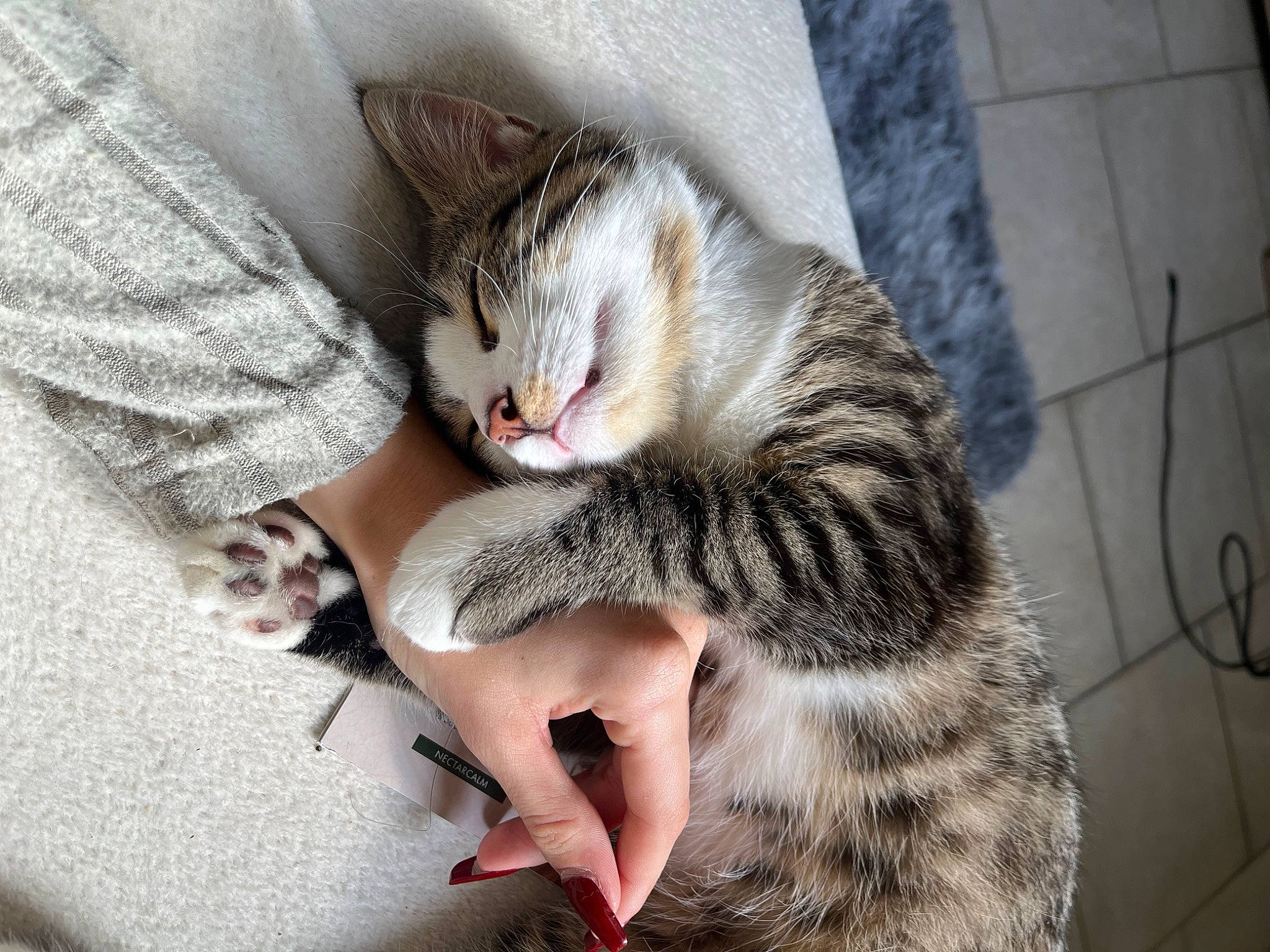 Uno a rejoint le concours — aidez-le/la à gagner de superbes lots ! carnivore, cat, claw, comfort, domestic_short_haired_cat, felidae, foot, fur, nail, nap, paw, sitting, sleep, small_to_medium_sized_cats, snout, terrestrial_animal, whiskers