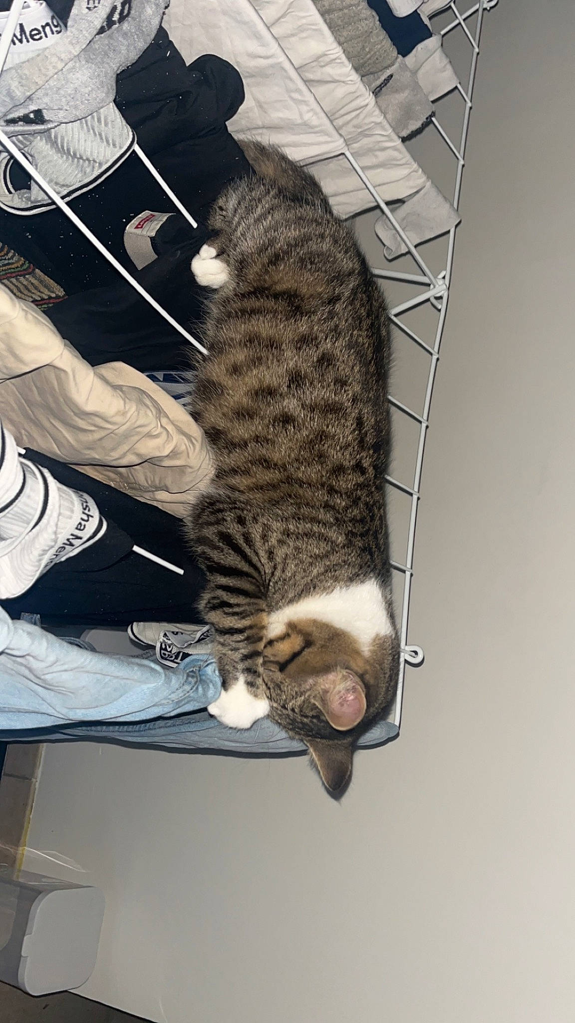 Uno a rejoint le concours — aidez-le/la à gagner de superbes lots ! big_cats, canidae, carnivore, cat, claw, comfort, domestic_short_haired_cat, felidae, fur, hat, small_to_medium_sized_cats, snout, sporting_group, tail, whiskers