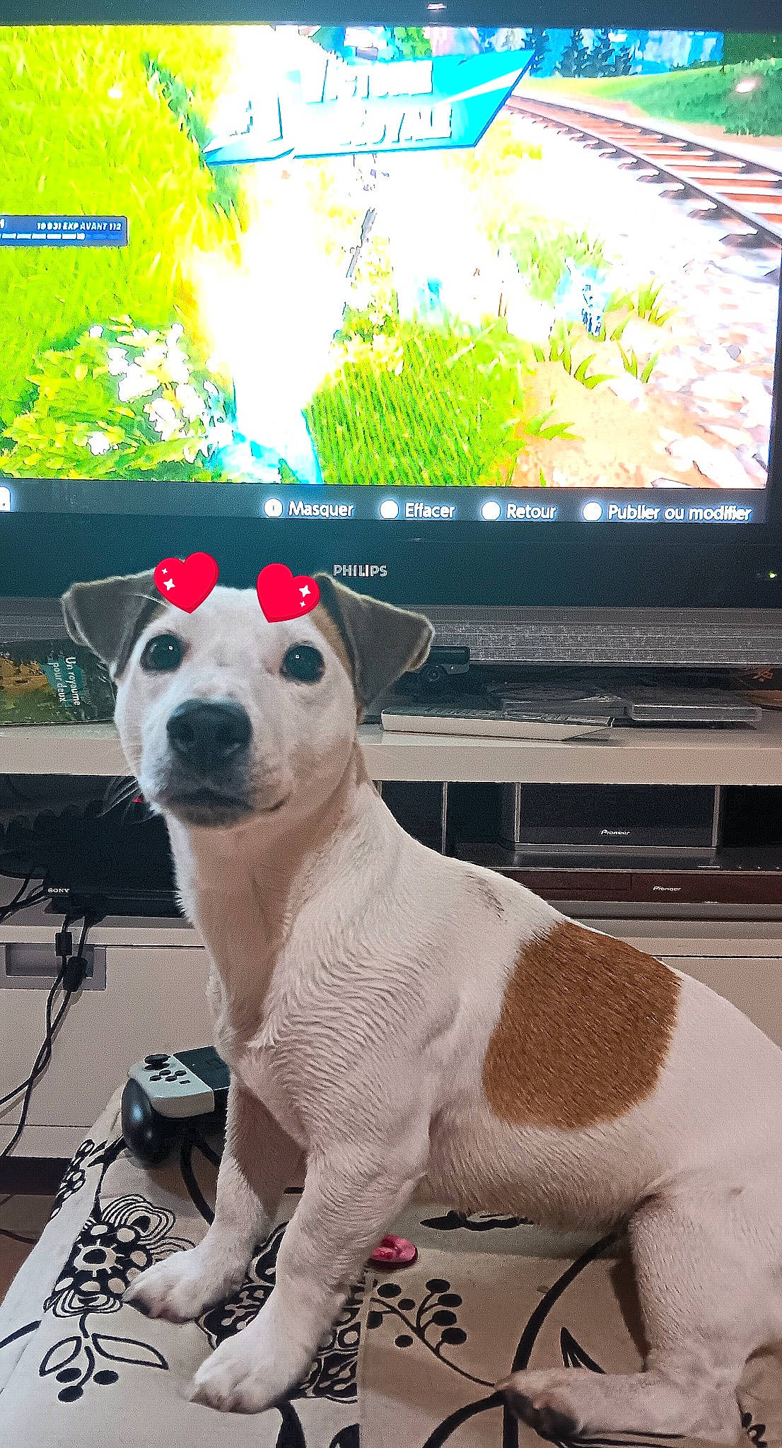 Tya participe au concours pour gagner de l'argent avec cette photo : canidae, carnivore, collar, companion_dog, computer, display_device, dog, dog_breed, fawn, flat_panel_display, gadget, led_backlit_lcd_display, multimedia, output_device, peripheral, snout, television, television_set, terrestrial_animal, working_animal