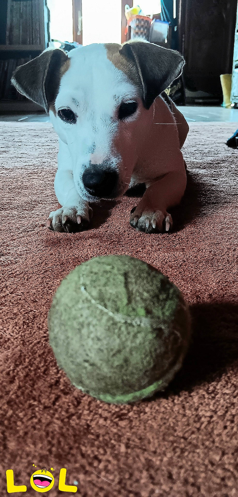 Tya participe au concours pour gagner de l'argent avec cette photo : ball, canidae, carnivore, circle, companion_dog, dog, dog_breed, fawn, green, non_sporting_group, paw, pet_supply, photograph, shadow, snout, sporting_group, terrier, toy_dog, whiskers, working_animal