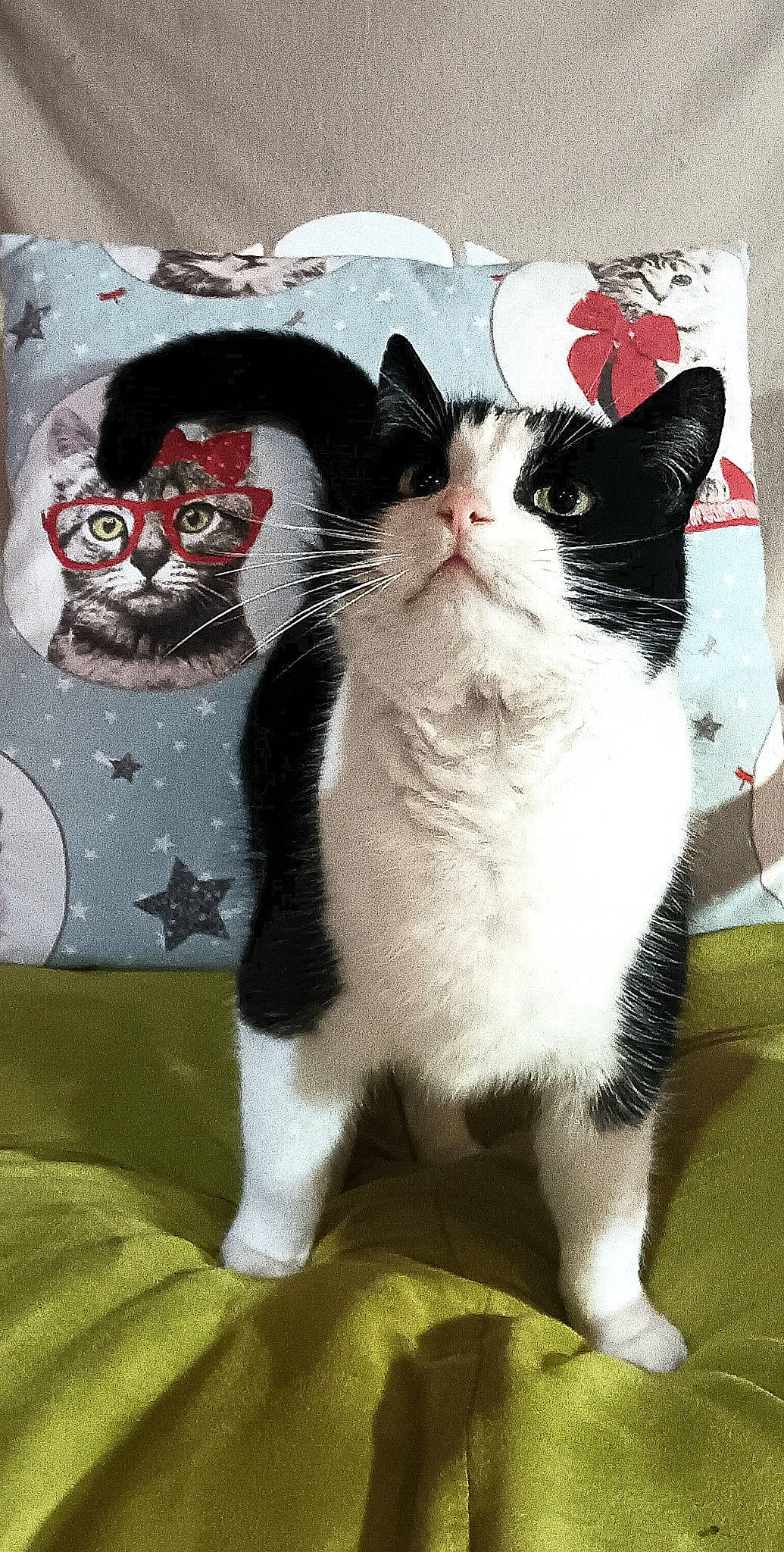 Minette a rejoint le concours — aidez-le/la à gagner de superbes lots ! carnivore, cat, claw, domestic_short_haired_cat, felidae, fur, paw, small_to_medium_sized_cats, snout, tail, terrestrial_animal, whiskers, window