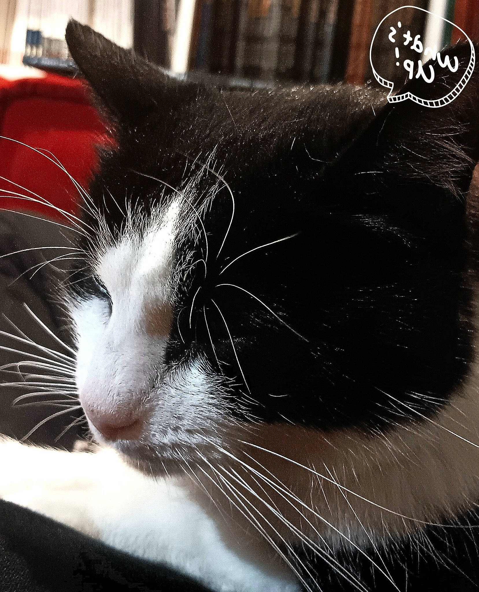 Minette participe au concours pour gagner de l'argent avec cette photo : carnivore, cat, comfort, domestic_short_haired_cat, felidae, font, fur, monochrome, monochrome_photography, paw, small_to_medium_sized_cats, snout, tail, whiskers