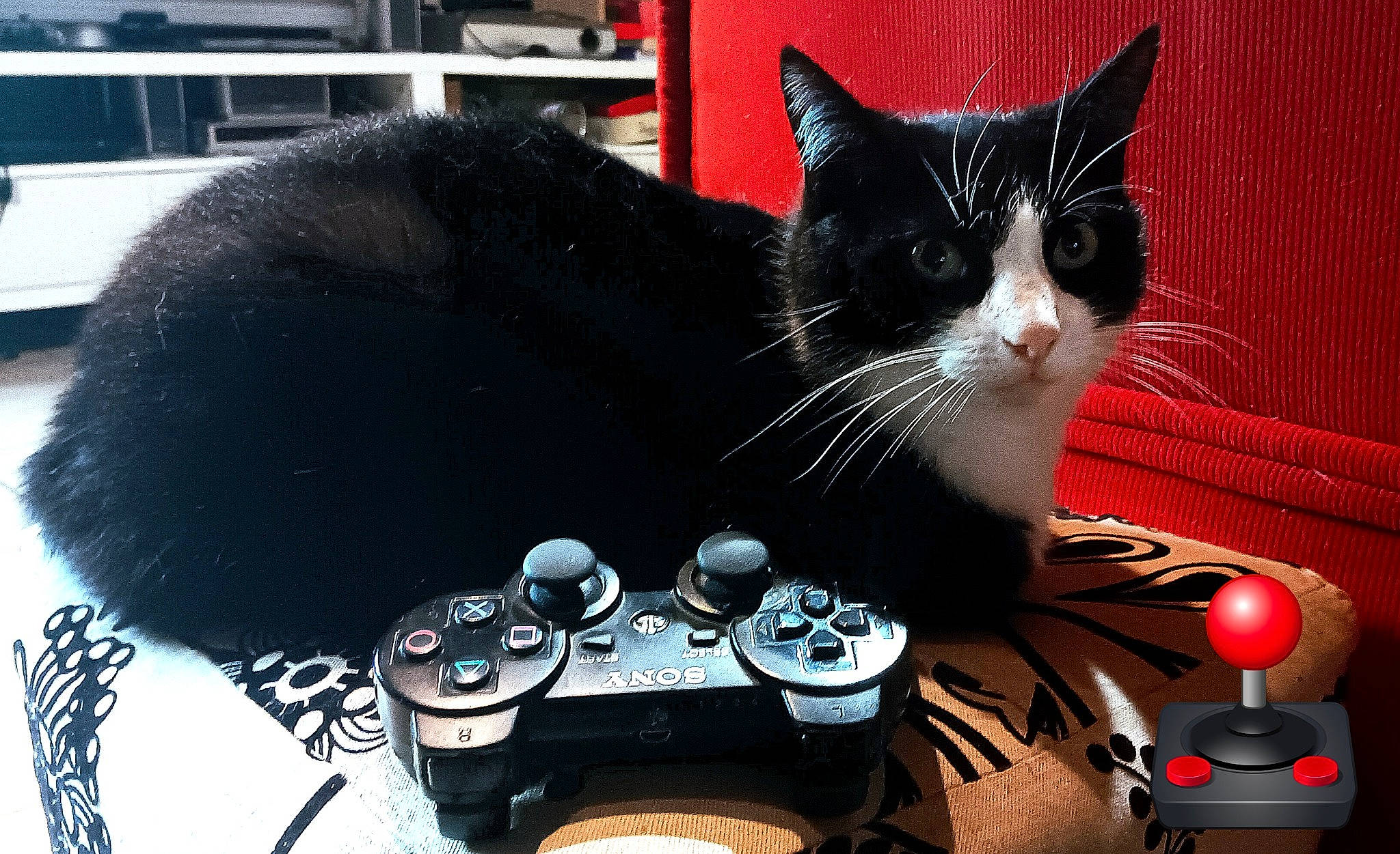 Patapoufette participe au concours pour gagner de l'argent avec cette photo : audio_equipment, automotive_lighting, automotive_tire, carnivore, cat, domestic_short_haired_cat, eyewear, felidae, font, formal_wear, fur, input_device, paw, plate, small_to_medium_sized_cats, snout, still_life_photography, tail, whiskers