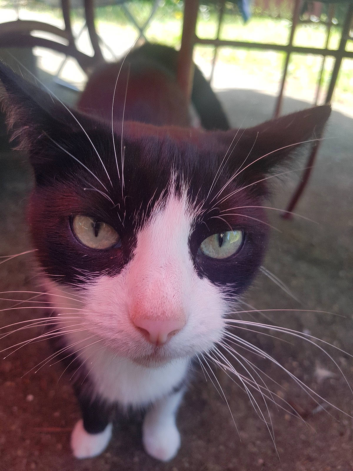 Patapoufette a rejoint le concours — aidez-le/la à gagner de superbes lots ! carnivore, cat, domestic_short_haired_cat, eye, felidae, fur, grass, hair, head, human_body, iris, nose, paw, plant, small_to_medium_sized_cats, snout, tail, terrestrial_animal, whiskers, window