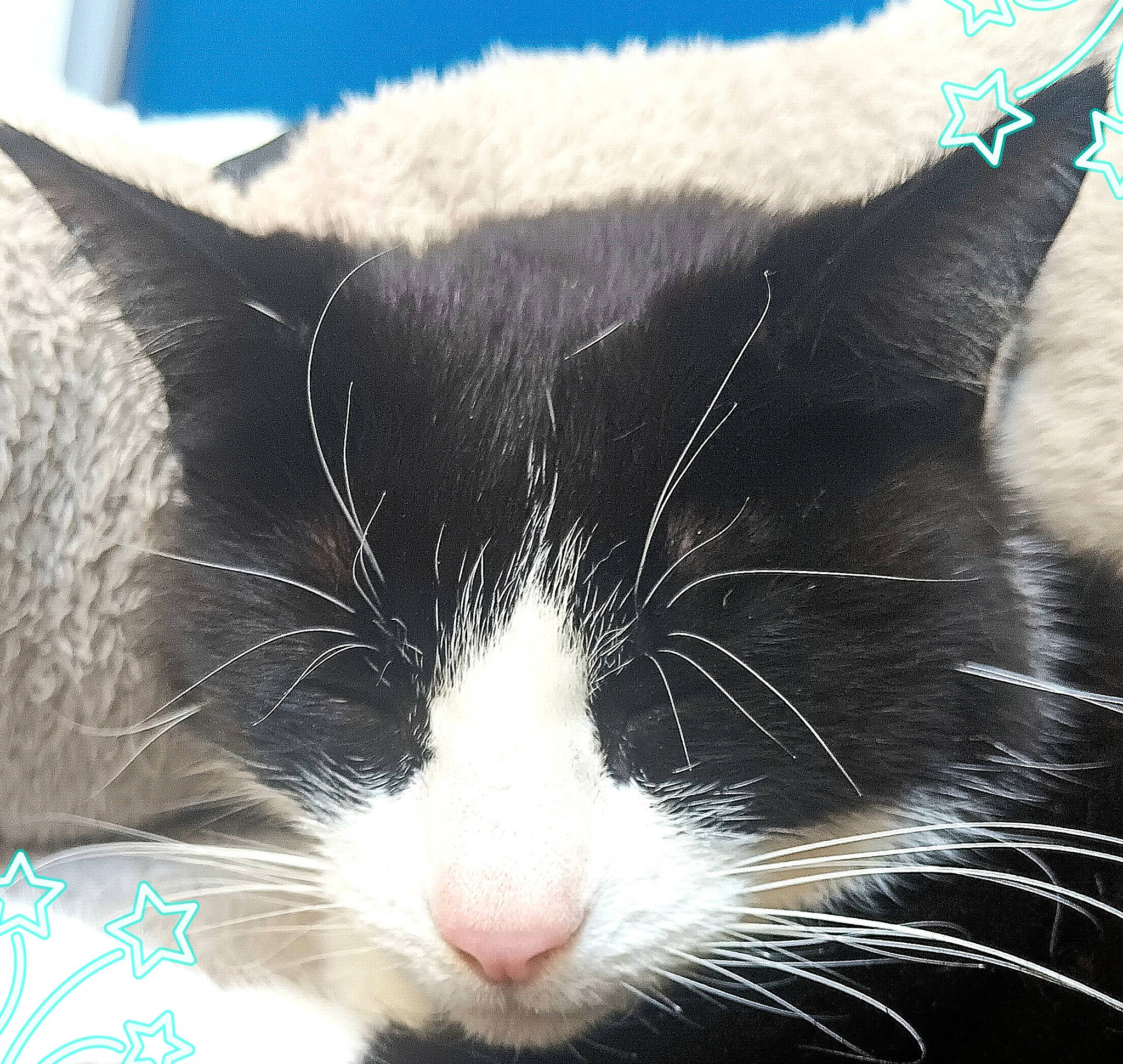 Patapoufette a rejoint le concours — aidez-le/la à gagner de superbes lots ! carnivore, cat, comfort, domestic_short_haired_cat, felidae, fur, mammal, paw, small_to_medium_sized_cats, snout, tail, vertebrate, whiskers, window