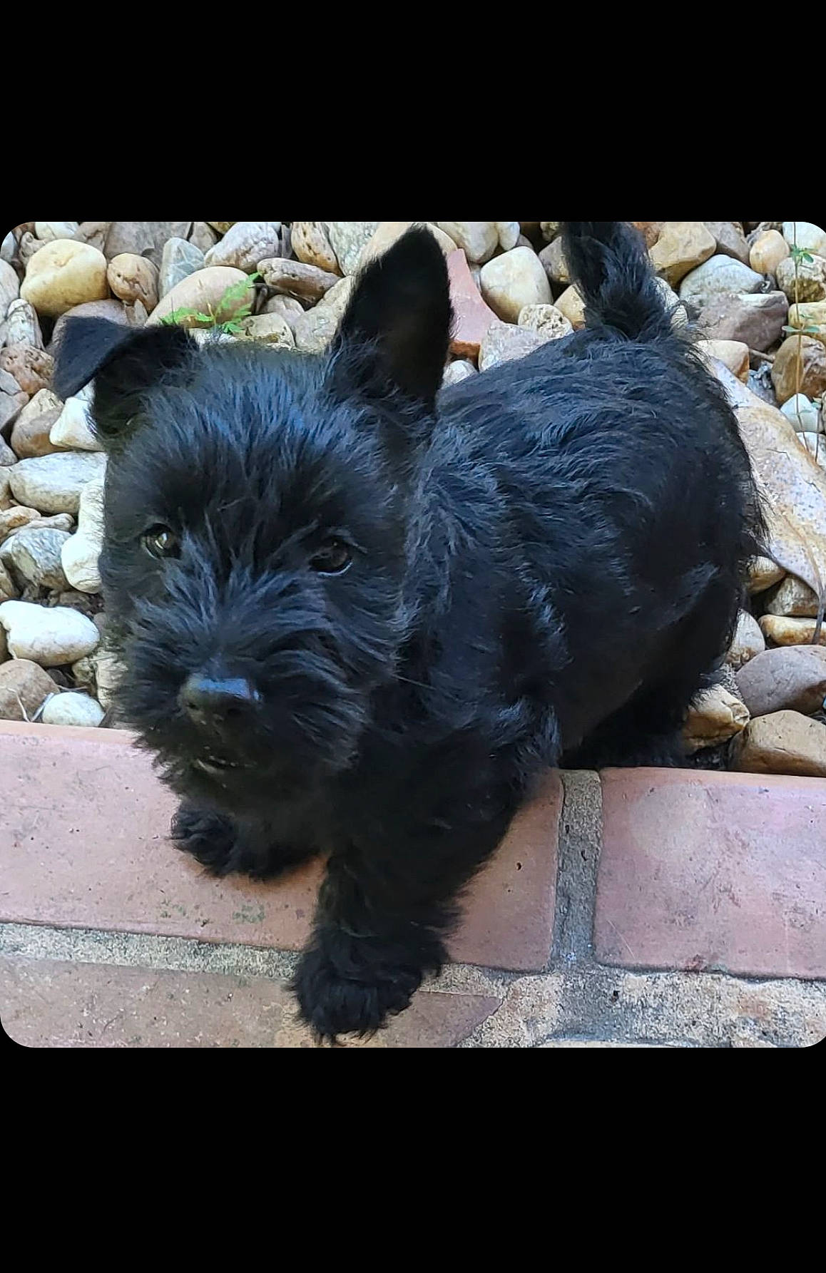 Gema joined the competition — help win amazing prizes! canidae, carnivore, companion_dog, dog, dog_breed, dog_collar, dog_supply, fur, non_sporting_group, scottish_terrier, small_terrier, sporting_group, standard_schnauzer, tail, terrestrial_animal, terrier, toy_dog, water_dog, working_animal