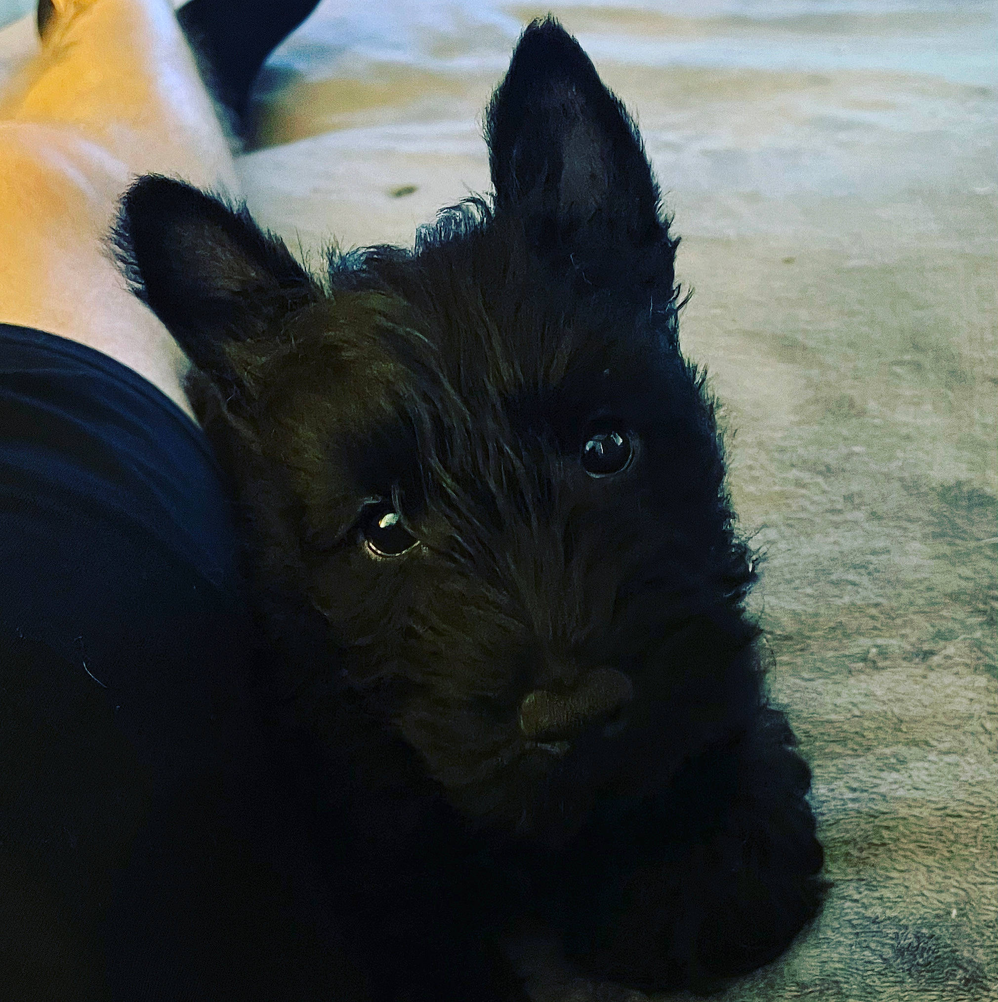 Gema is registered to the contest to win money with this photo: carnivore, companion_dog, dog, dog_breed, fur, non_sporting_group, schnauzer, scottish_terrier, shadow, small_terrier, terrestrial_animal, terrier, toy_dog, whiskers, working_animal, working_dog