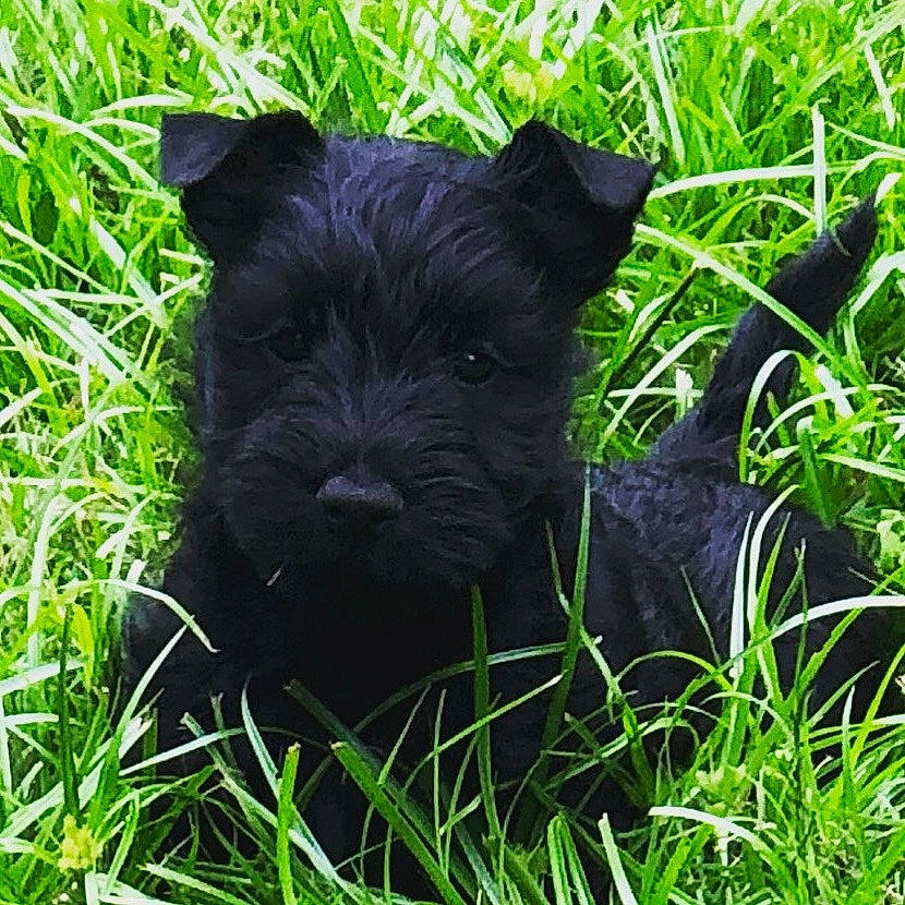 Gema is registered to the contest to win money with this photo: canidae, carnivore, companion_dog, dog, dog_breed, grass, grassland, groundcover, liver, non_sporting_group, plant, puppy, small_terrier, snout, sporting_group, terrestrial_animal, terrier, toy, toy_dog, working_animal